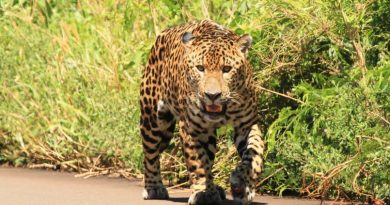 Argentina actualizará la lista roja de especies amenazadas: cuáles son los animales en riesgo